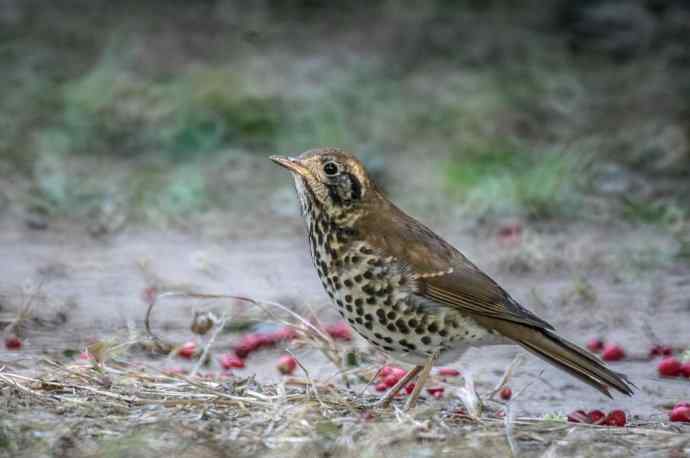 这个鸫鸫很难得