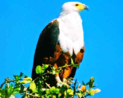 白头鸟系列:另类的美丽(吼海雕) 白头鸟系列:另类的美丽(吼海雕)