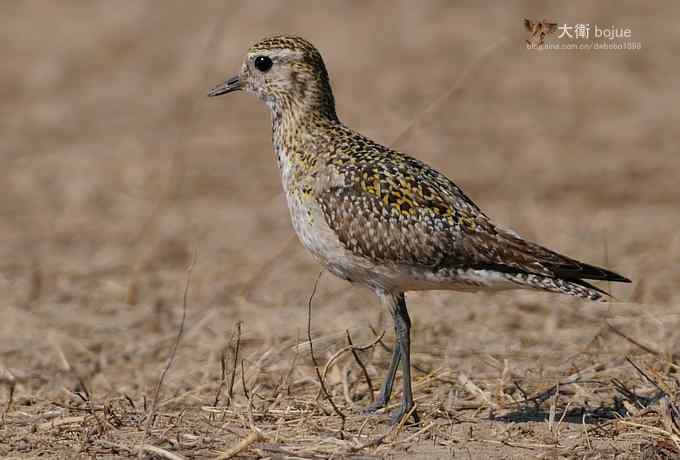 野鸭湖：金斑鸻