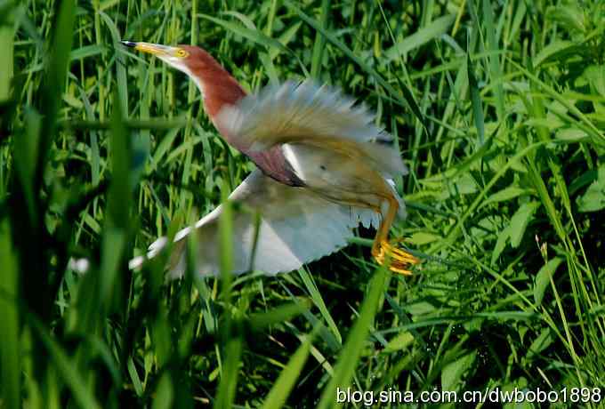 鸟友同游怀沙河