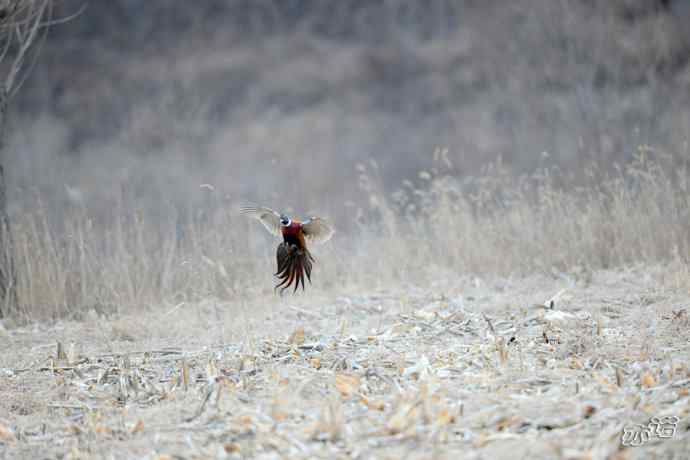 白河峡谷生境鸟片（原画幅）