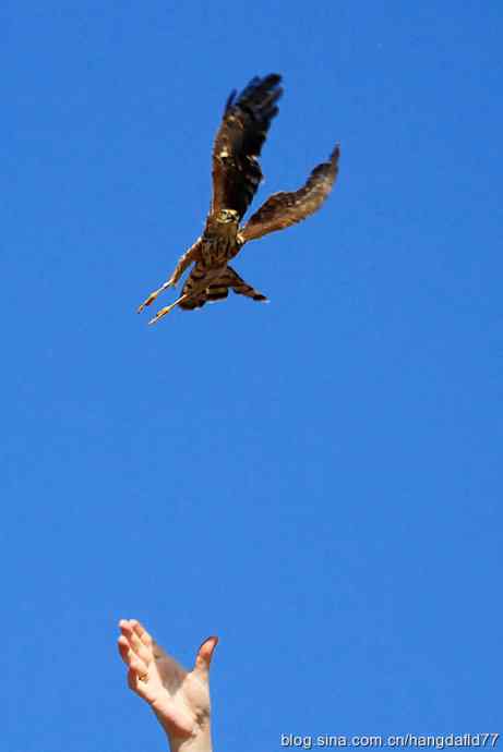 放飞鹰隼（2）