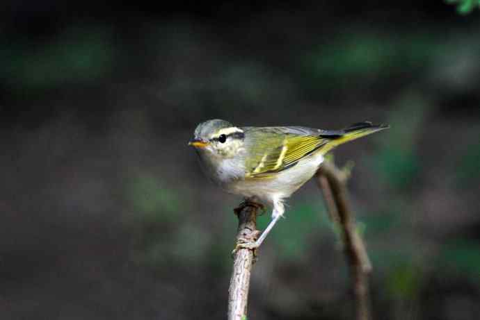 黄腰柳莺（11）