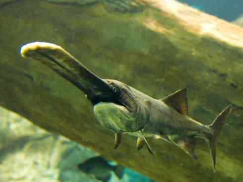 鱼类活化石：匙吻鲟科