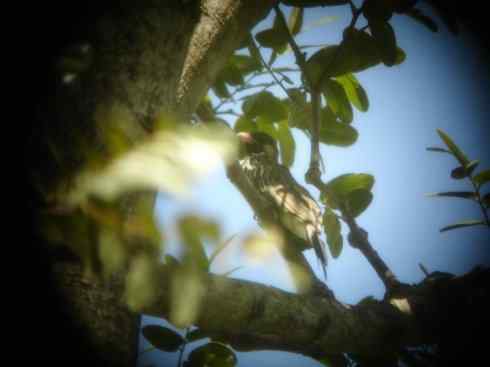 十大喜食蜂蜜动物:黑喉响蜜鴷 十大喜食蜂蜜动物:黑喉响蜜鴷