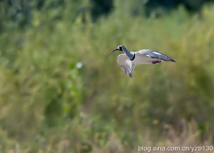 游白河峡谷，观鹮嘴鹬起落飞舞（组图，16张图片）