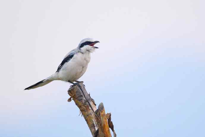野鸭湖的楔尾伯劳和红尾伯劳