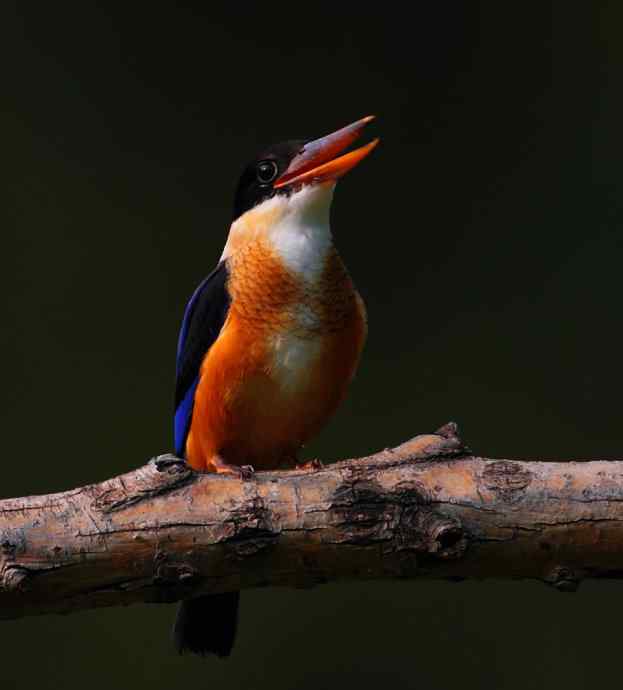 山重水复疑无路 wbr正是翡翠初长成(京城最美的野生鸟-蓝翡翠) 山重水复疑无路 wbr正是翡翠初长成(京城最美的野生鸟-蓝翡翠)
