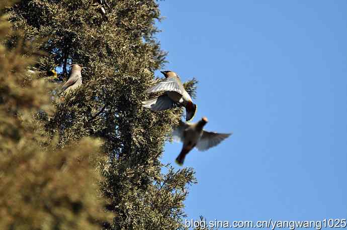 颐和园的收获(欢乐的太平鸟)1 颐和园的收获(欢乐的太平鸟)1