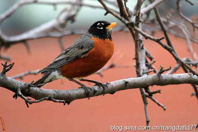 北美知更鸟（2）