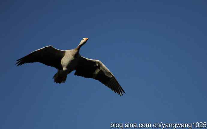 飞 wbr(斑头雁) wbr2 飞 wbr(斑头雁) wbr2