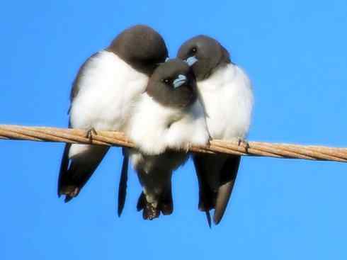 雀鸟也彪悍：空中精灵(燕鵙科)