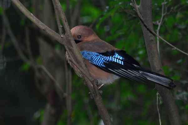 珠海独行（七）,未知鸟（组图）。