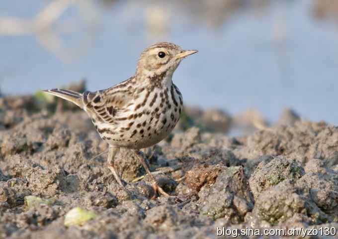 深港拍鸟新纪录（9）鈥斺敽旌眇遥ㄗ橥迹