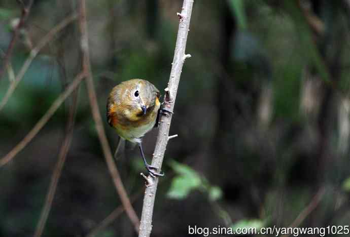 雌性红胁蓝尾鸲（47）
