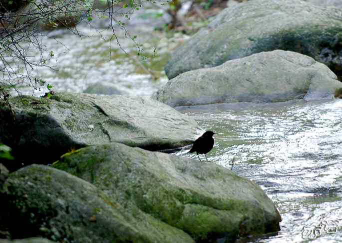 河北平山的褐河乌
