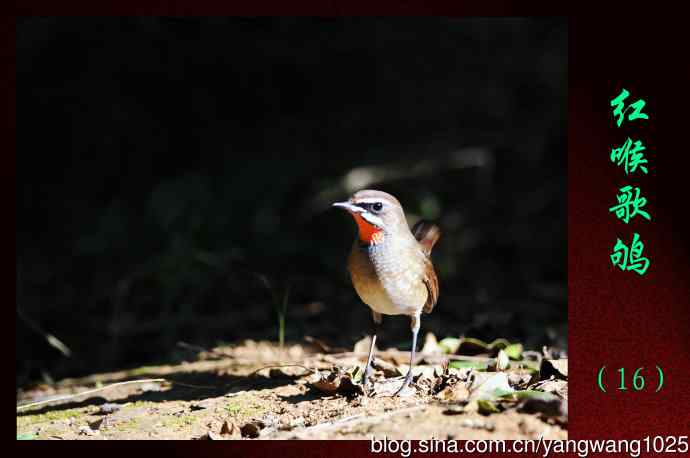 红喉歌鸲（16）