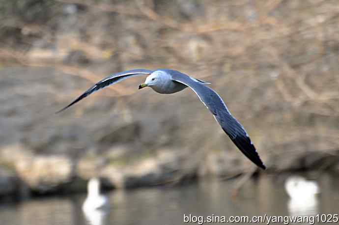 北京动物园的鸟类——海鸥