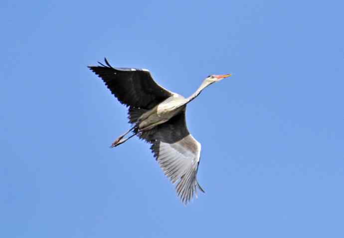 苍鹭（2011年4月）