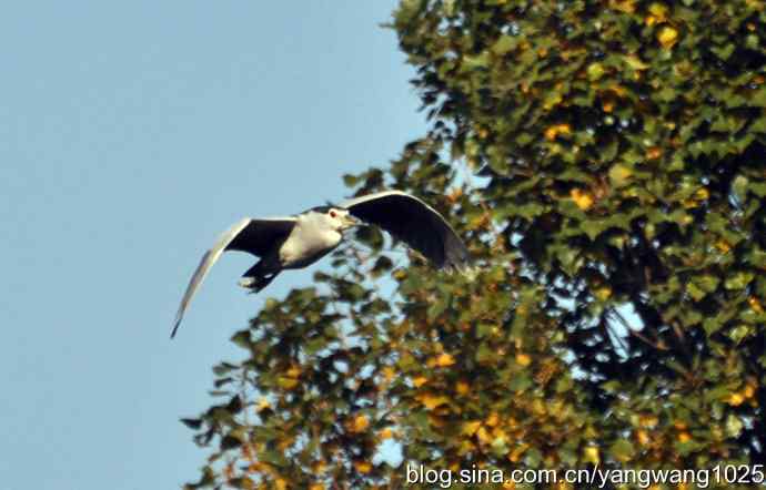 飞翔（夜鹭） wbr1