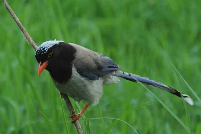 天坛公园寻鸟儿偶遇金翅雀