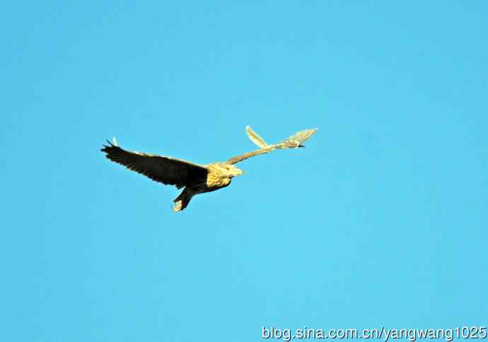 代价（折羽的夜鹭）