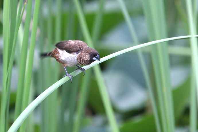 摄鸟拾趣（十） wbr白腰文鸟