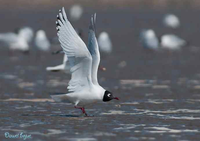 渤海湾的遗鸥迁徙潮