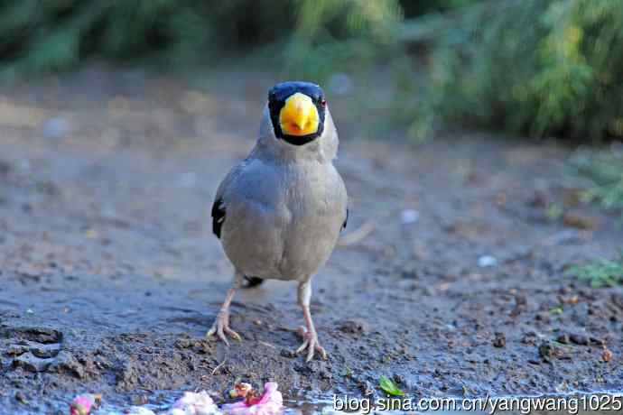 黑头蜡嘴（记录版）