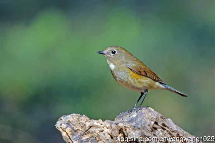 雌性红胁蓝尾鸲（74）