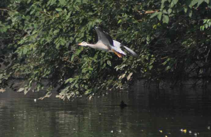 白天鹅、斑头雁