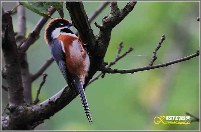 秋风冷雨拍红头【照片】 秋风冷雨拍红头【照片】