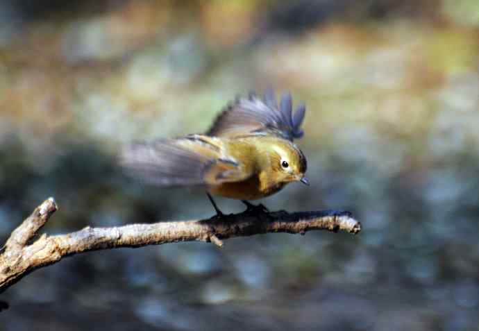 雌性红胁蓝尾鸲（10）