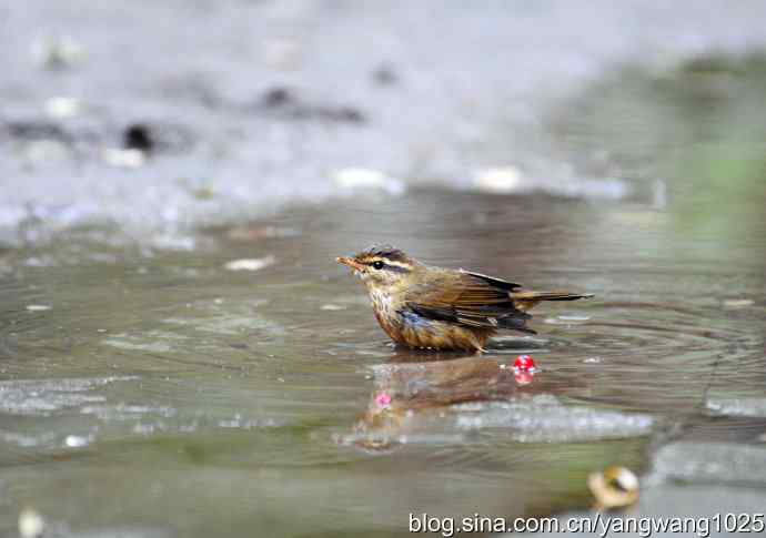 洗浴中的褐柳莺 洗浴中的褐柳莺