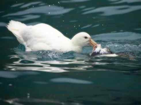 天生猎手：非猛禽类猎手之四（荒漠猎手走鹃）