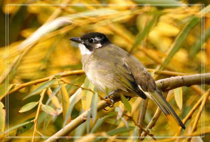 白头鹎和领雀嘴鹎