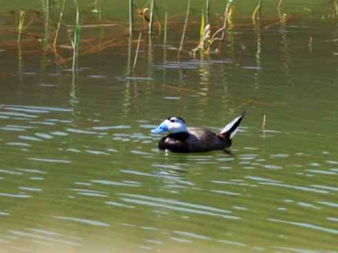 白头鸟系列:另类的美丽8 白头鸟系列:另类的美丽8