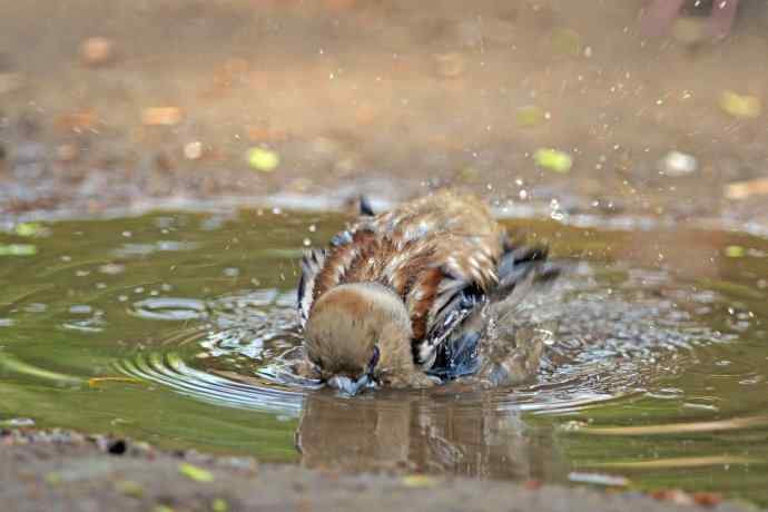 北京天坛公园的鸟类——洗浴中的锡嘴雀（3）