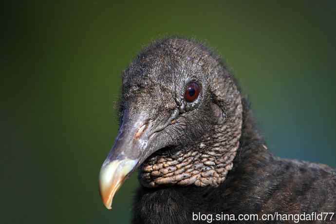 鸟雀肖像：黑美洲鹫