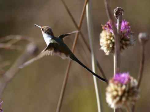 鸟类之最:角蜂鸟 鸟类之最:角蜂鸟