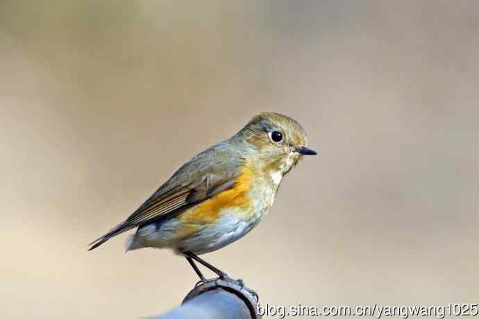 雌性红胁蓝尾鸲（68）