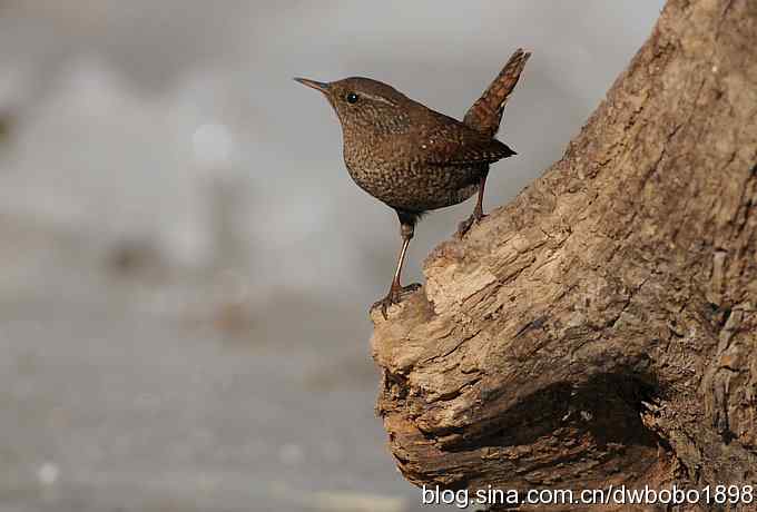 精灵般的小鹪鹩 精灵般的小鹪鹩