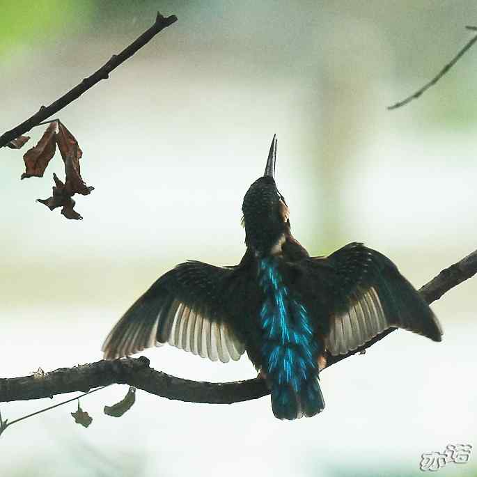 圆明园&nbsp;wbr路&nbsp;wbr林中的小翠