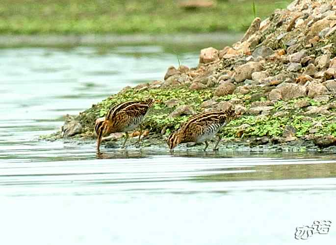 北京沙河&nbsp;wbr路&nbsp;wbr黑翅长脚鹬和扇尾沙锥