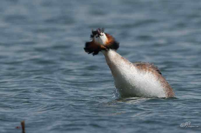 颐和园的凤头