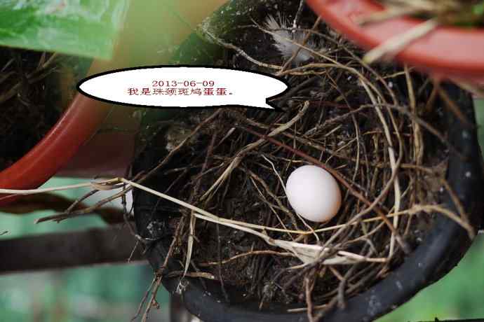 人鸟情未了-闹市十五楼珠颈斑鸠育儿记