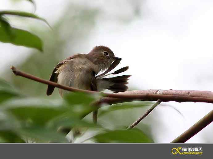 红喉[姬]鹟【照片】