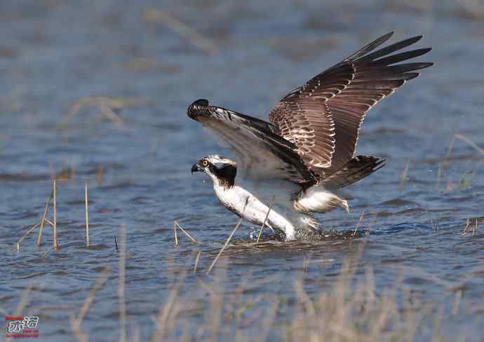 高手亦有失手时 高手亦有失手时