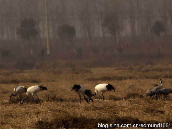 野外的珍禽丹顶鹤-穷人大炮及望远镜拍摄