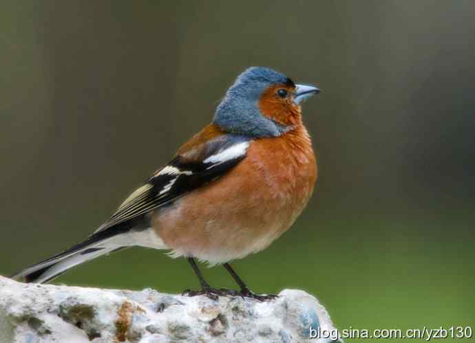 苍头燕雀标准像（组图，12张图片）